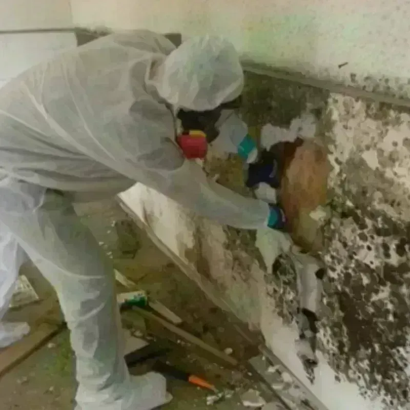 Mold Remediation and Removal in Nelson County, VA